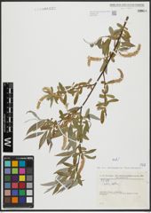 Foto von Salix alba L.